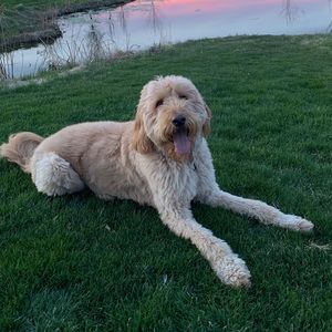 Meet your Posher, Morena